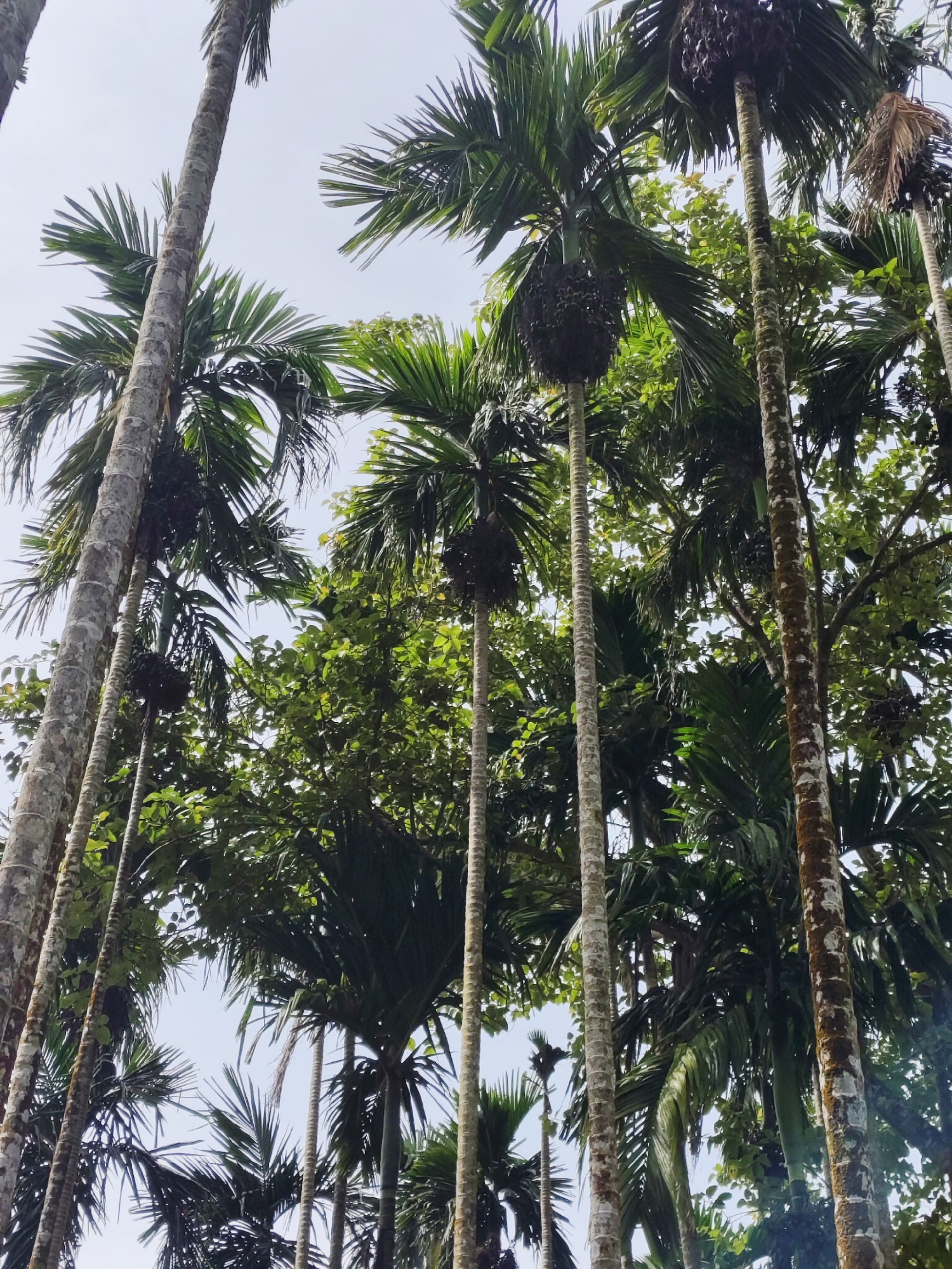 Arecanut Land for lease. 2