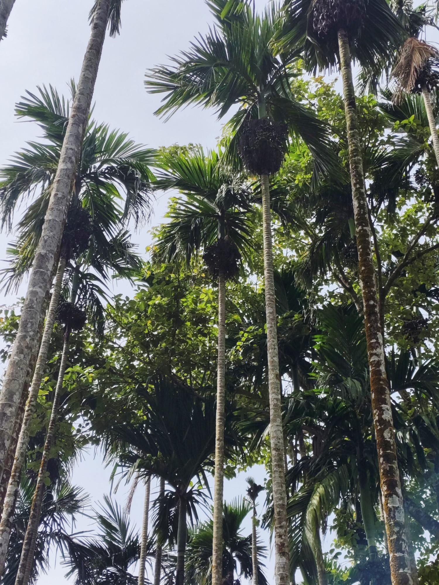 Arecanut Land for lease.