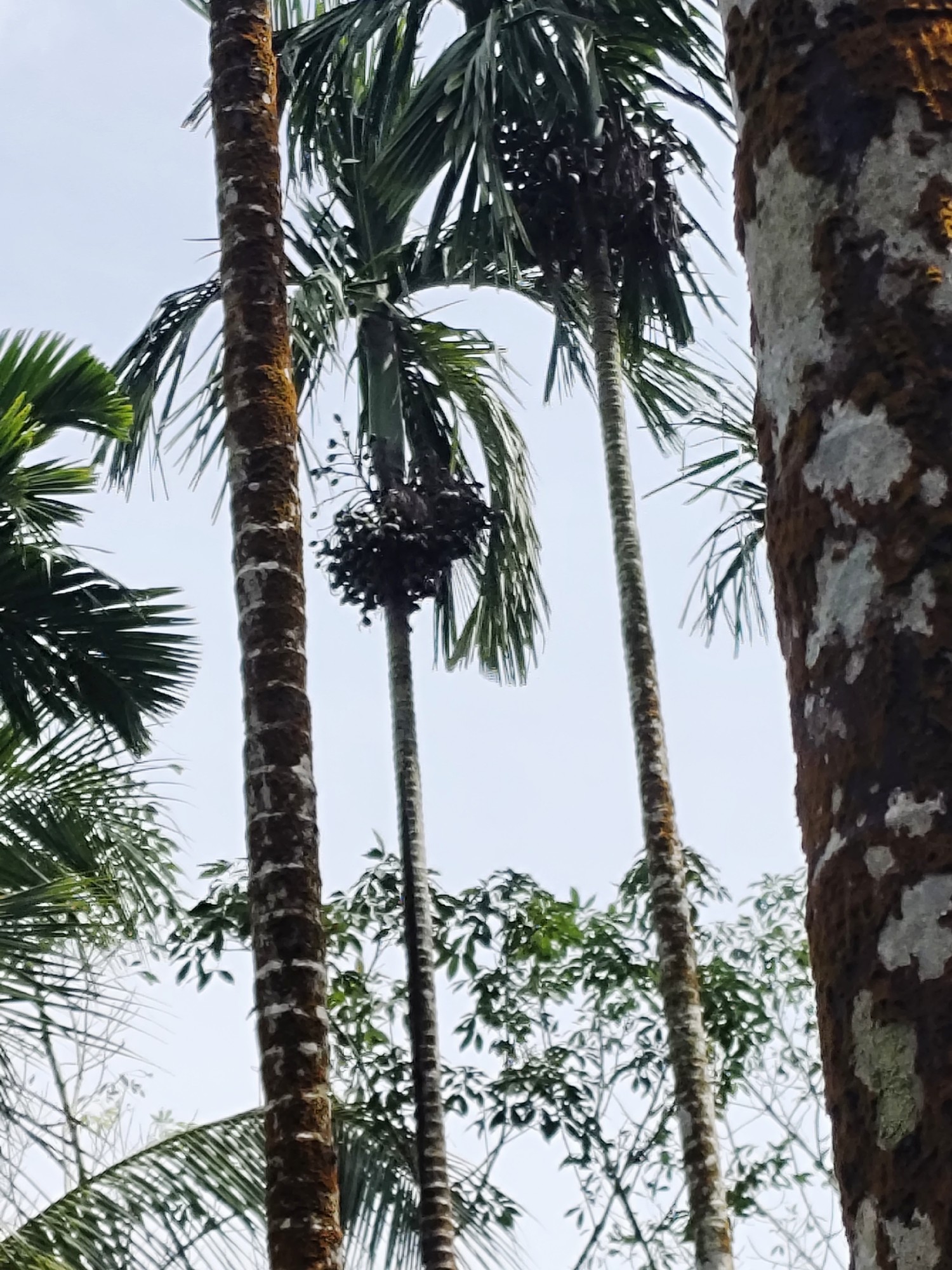 Arecanut Land for lease. 3