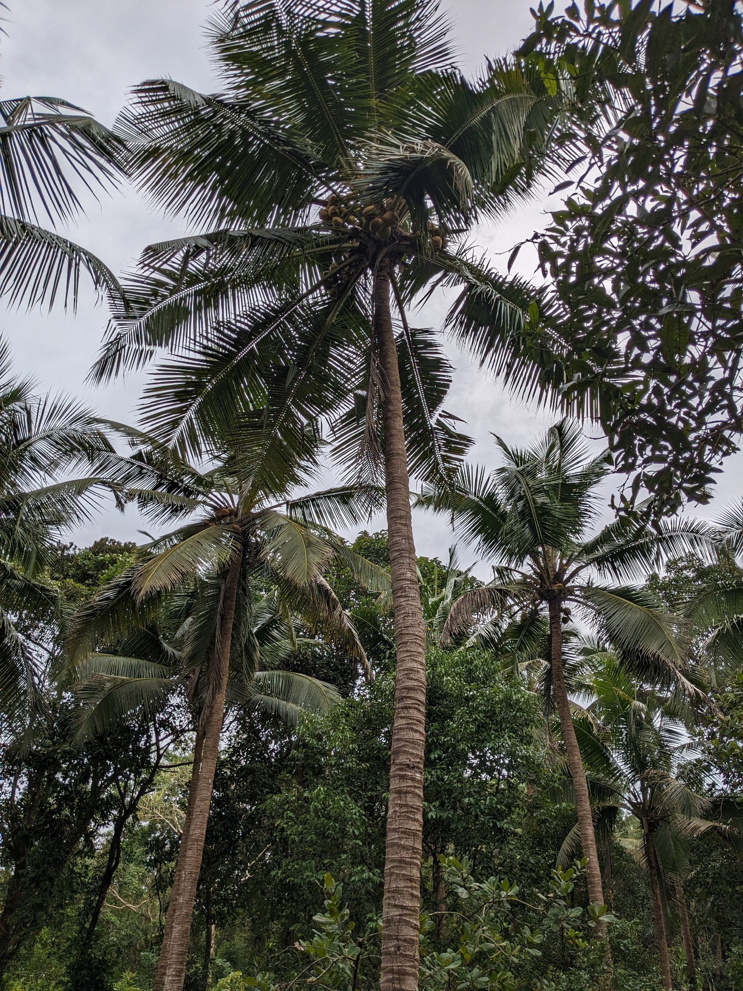 53 Cents near Venur, Belthangady, Dakshina Kannada 2