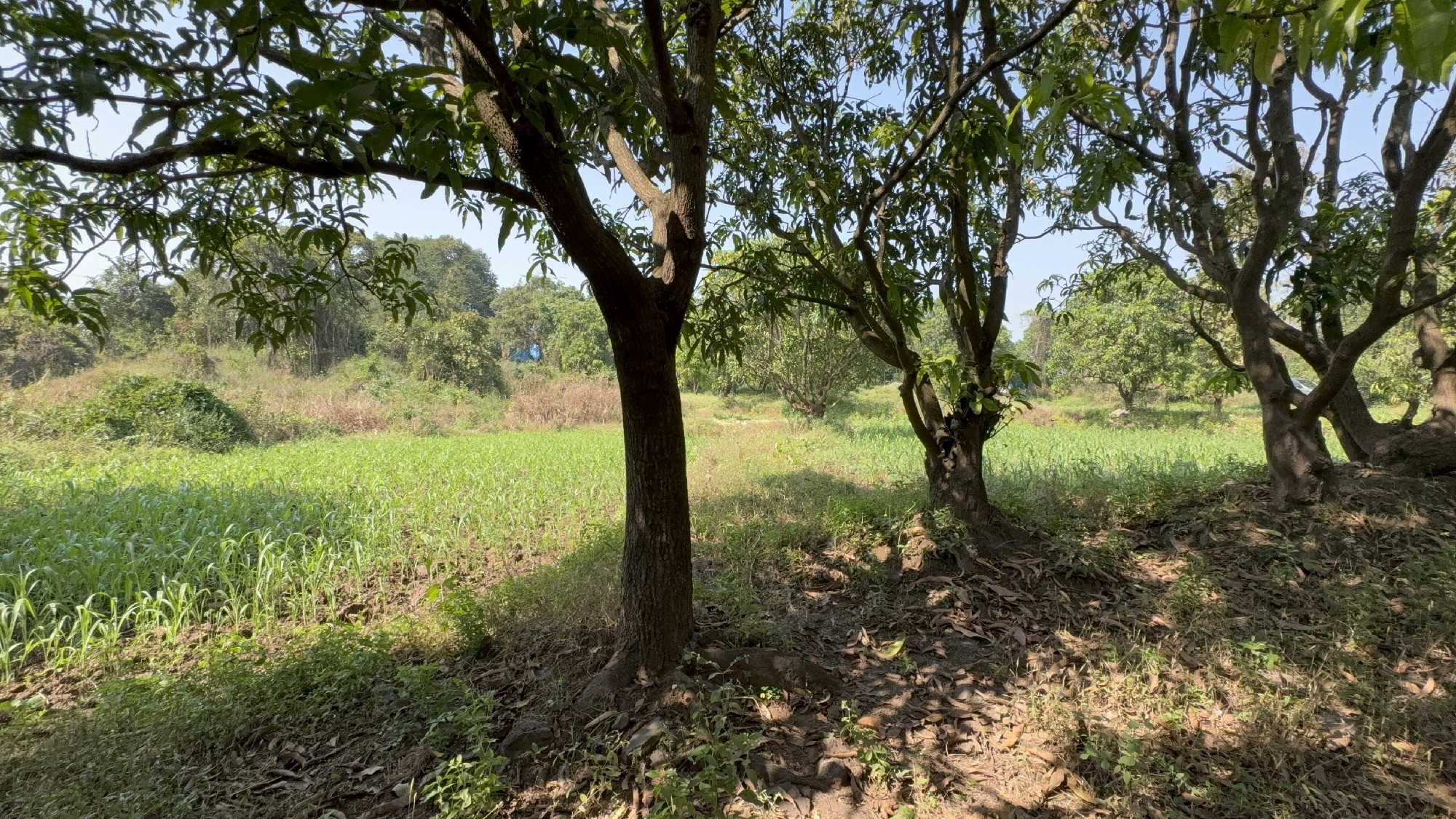 prime Location Buget Agriculture Plot for Sales