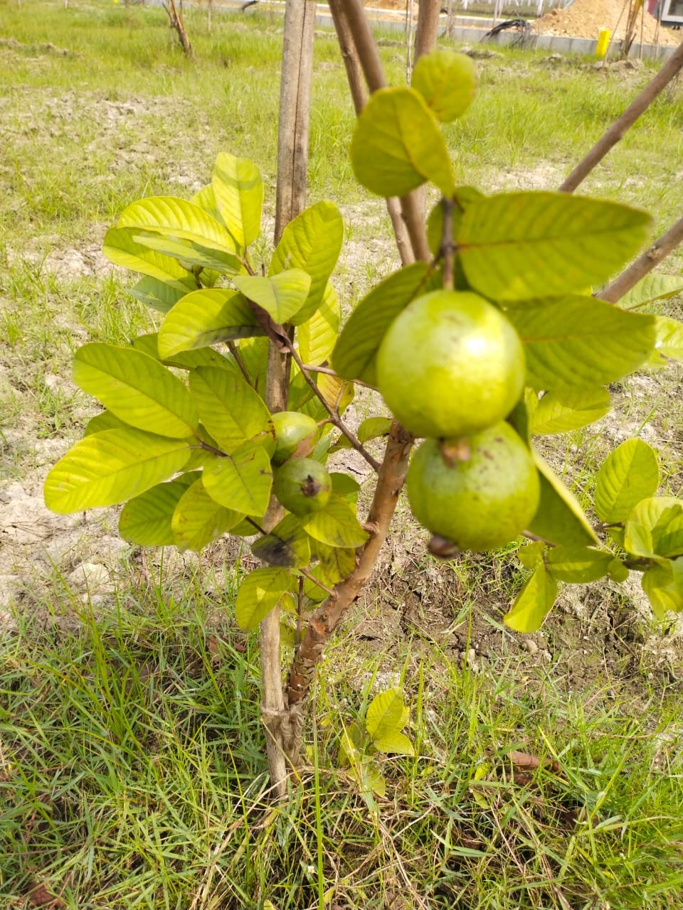 Low Budget Farmland 2