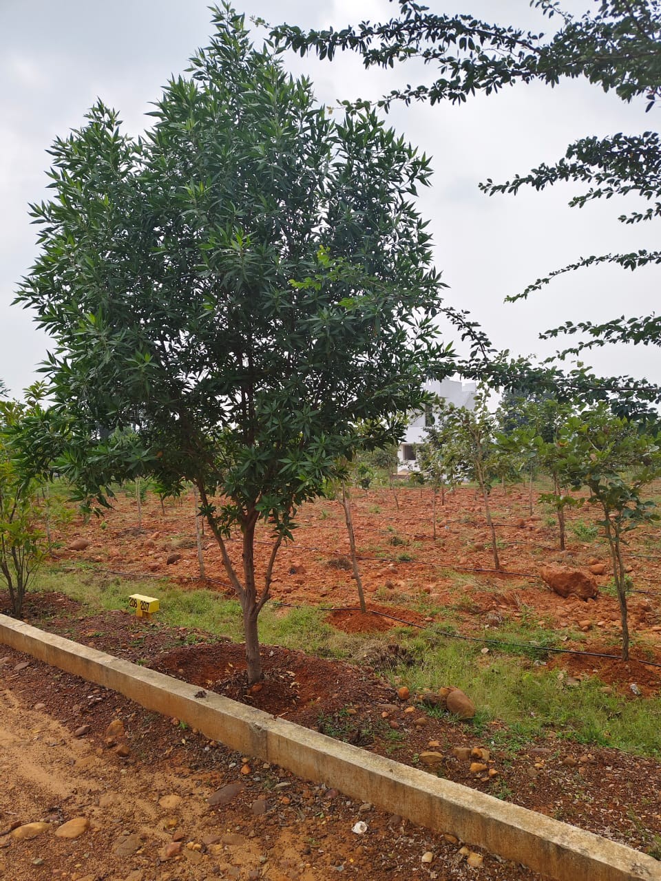 Siva Sakthi farmland 2