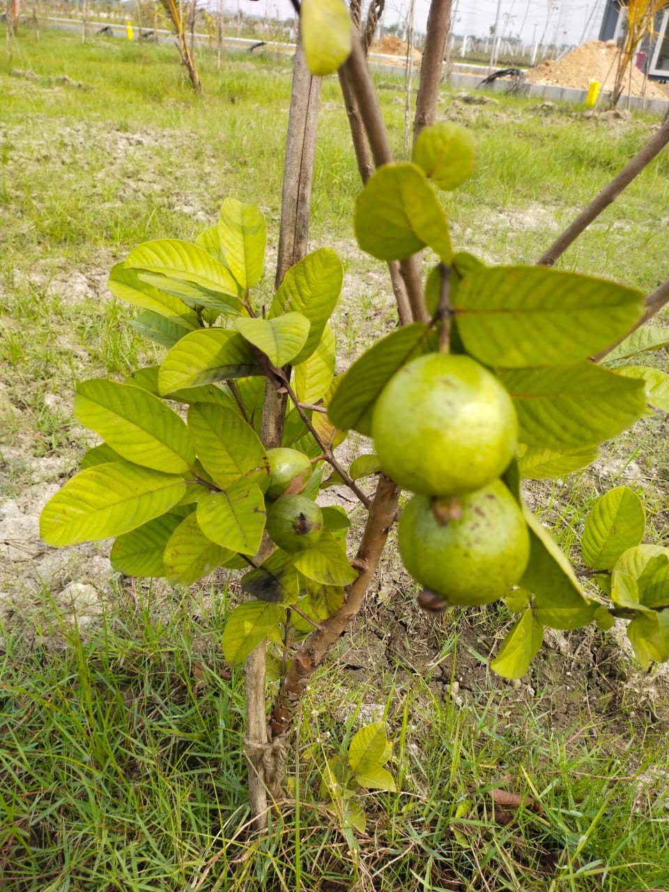 low Budget Farmland 3