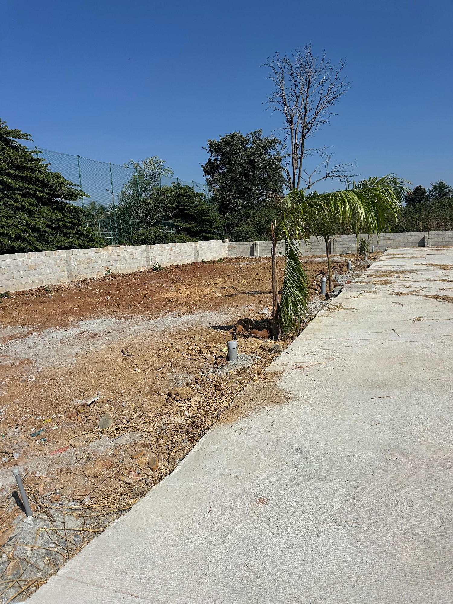 Trend Tarak Greens 2