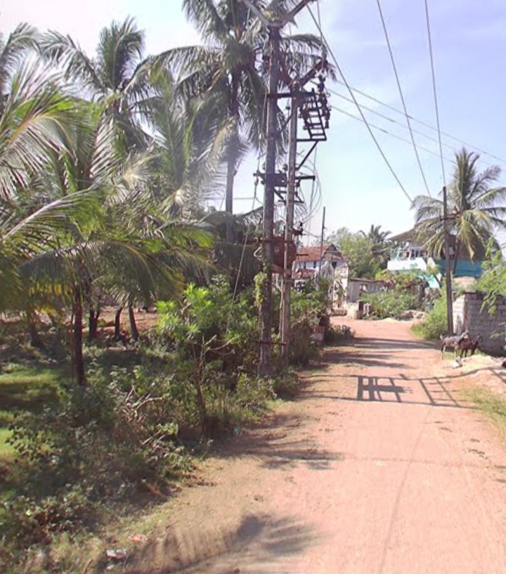 Coconut Land for Sale 2