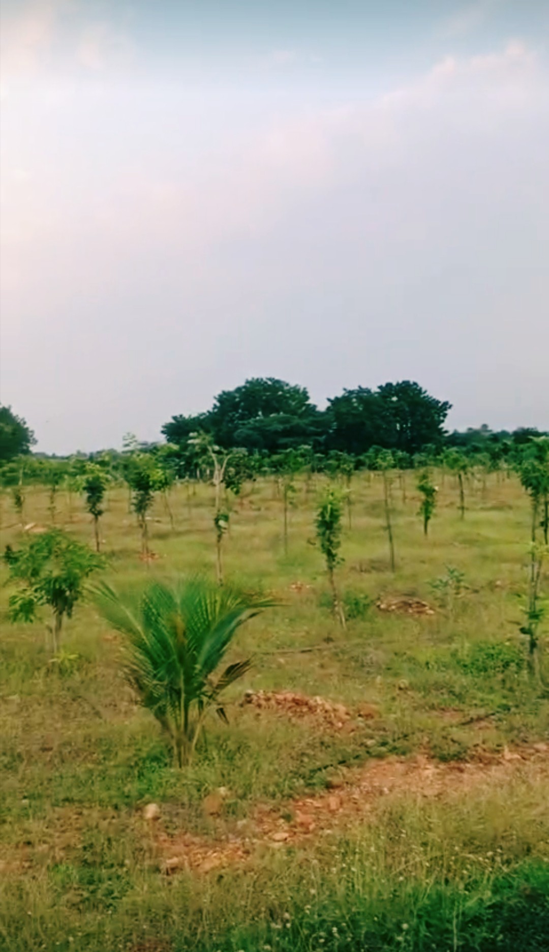 nandeeswar Property's