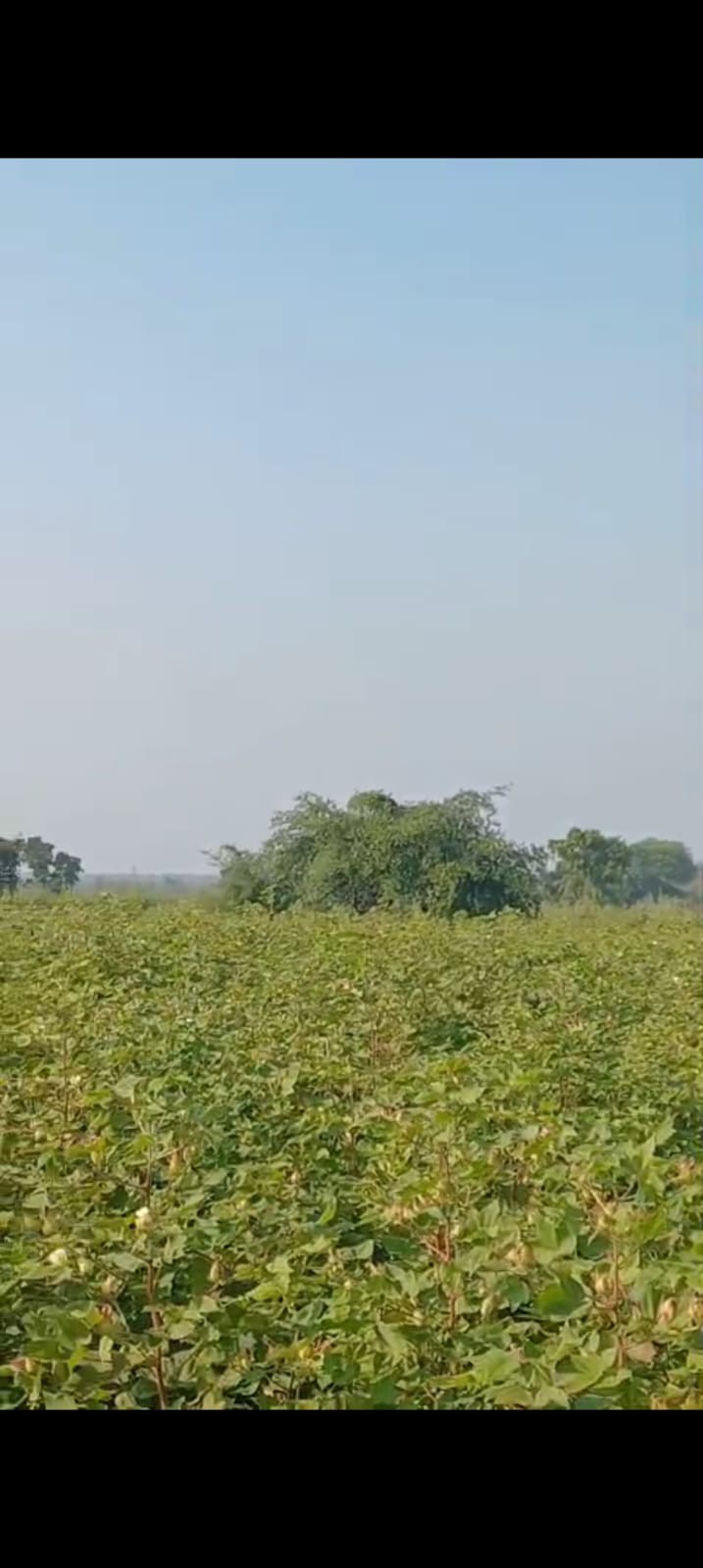 sale agricultural land 2 acre at manora village Teh. bhiwapur dist. Nagpur 2