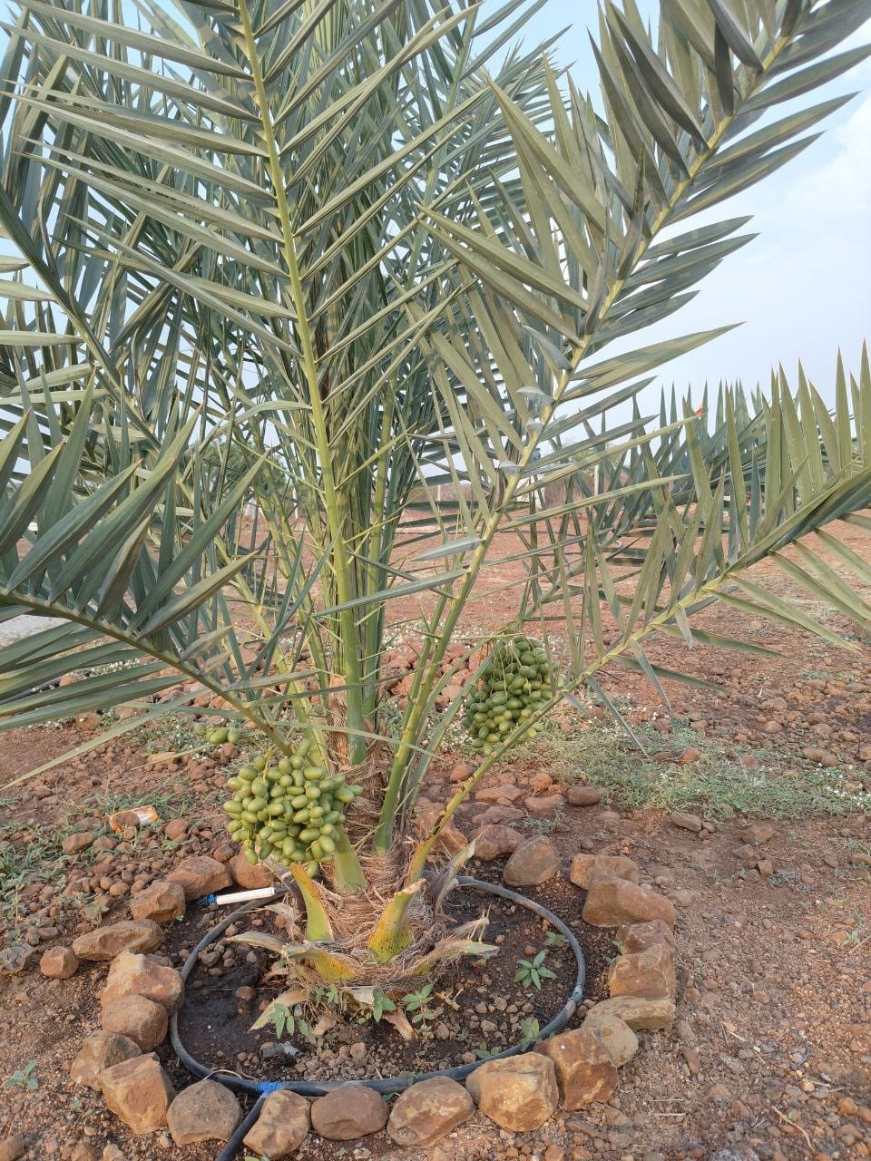 Sampangi bio froms 2