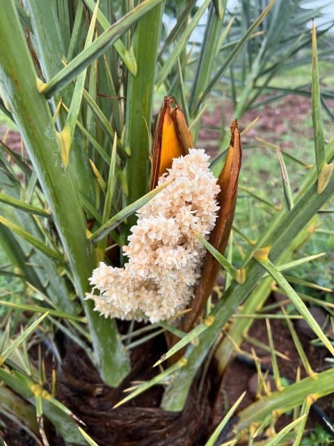 Sampangi bio froms 3