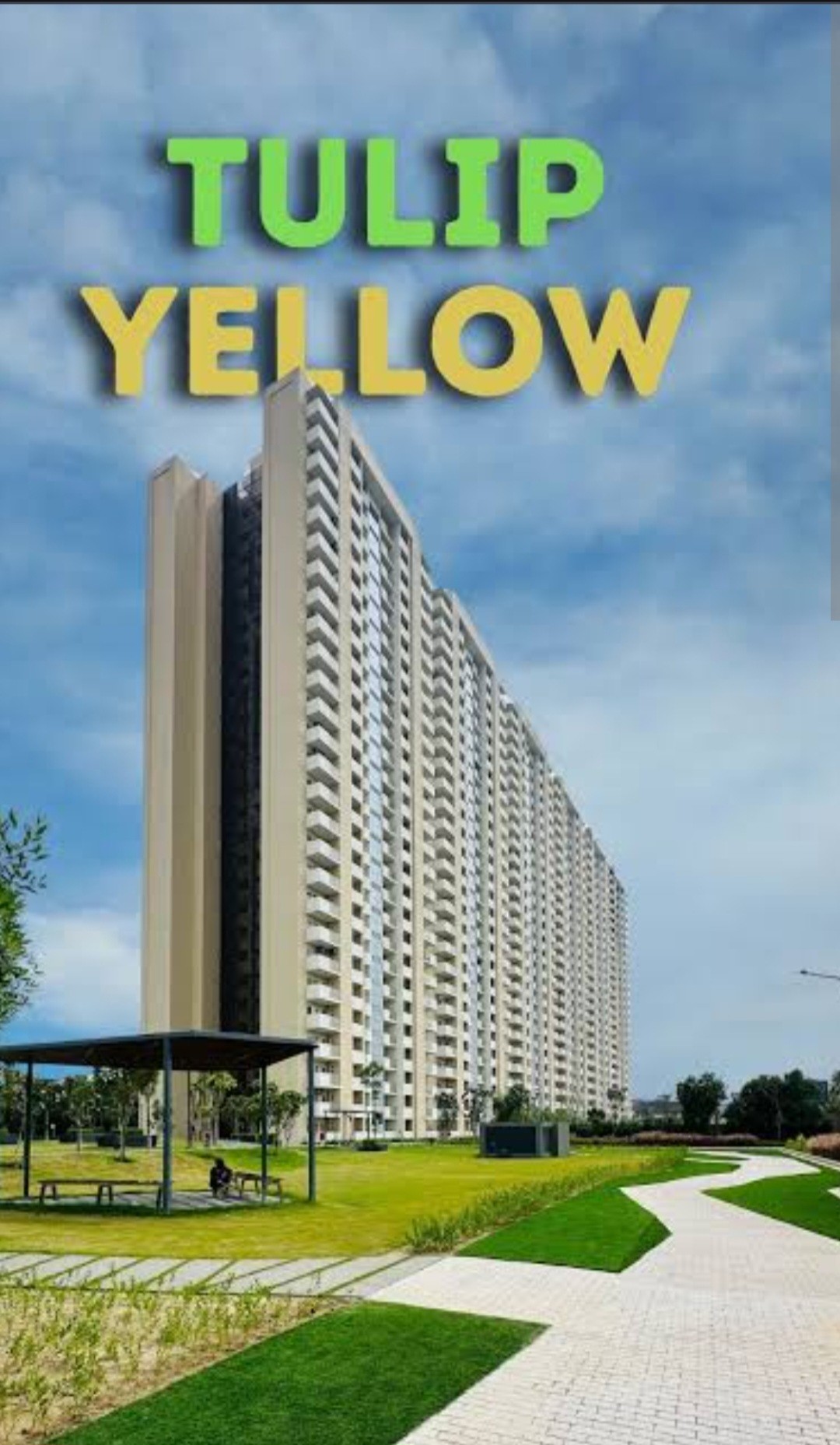 Tulip Yellow sector 69 on spr road 2