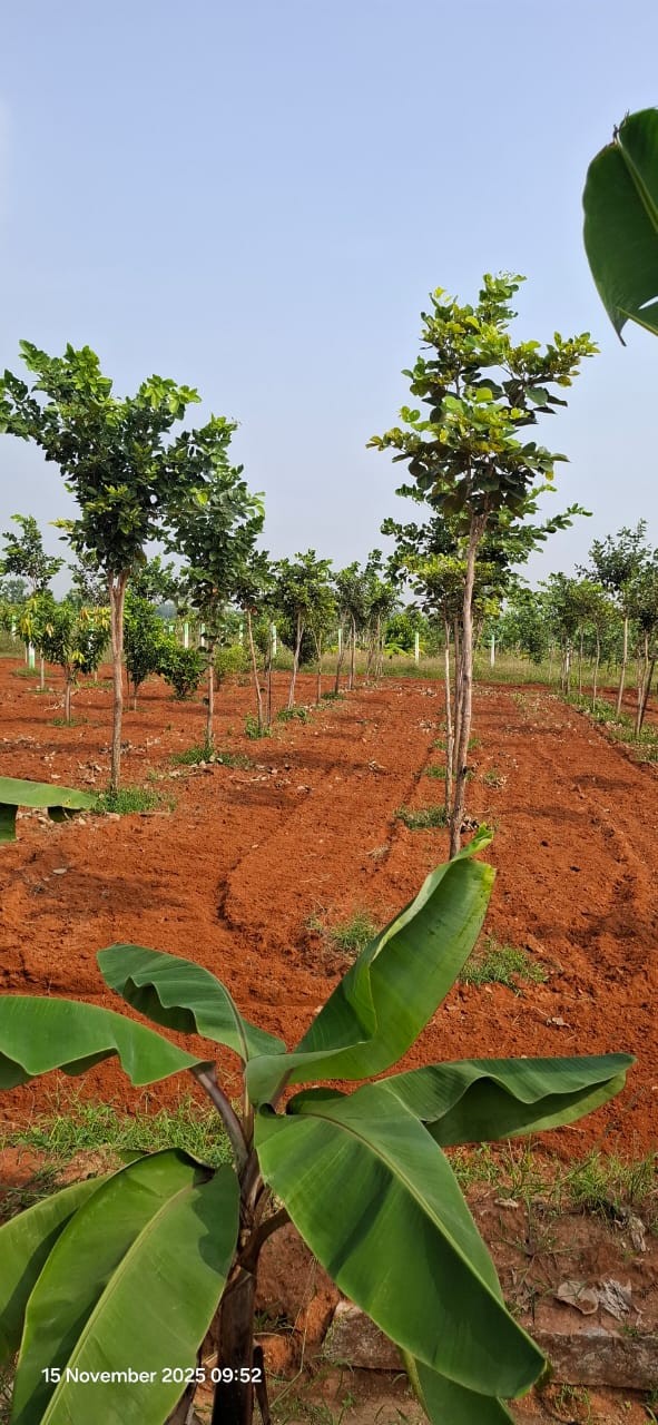 farm house mango estate