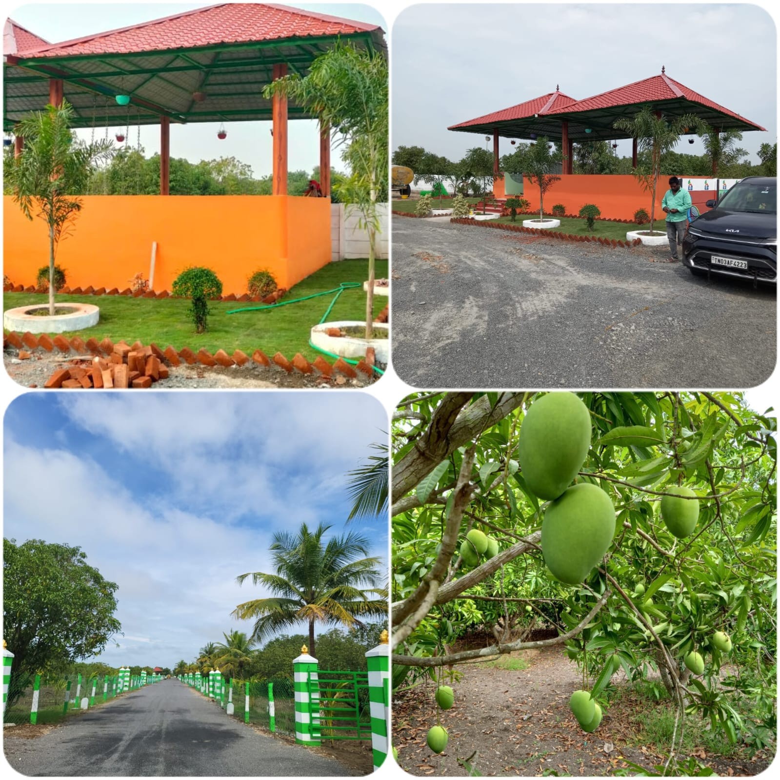 farm house mango estate 3