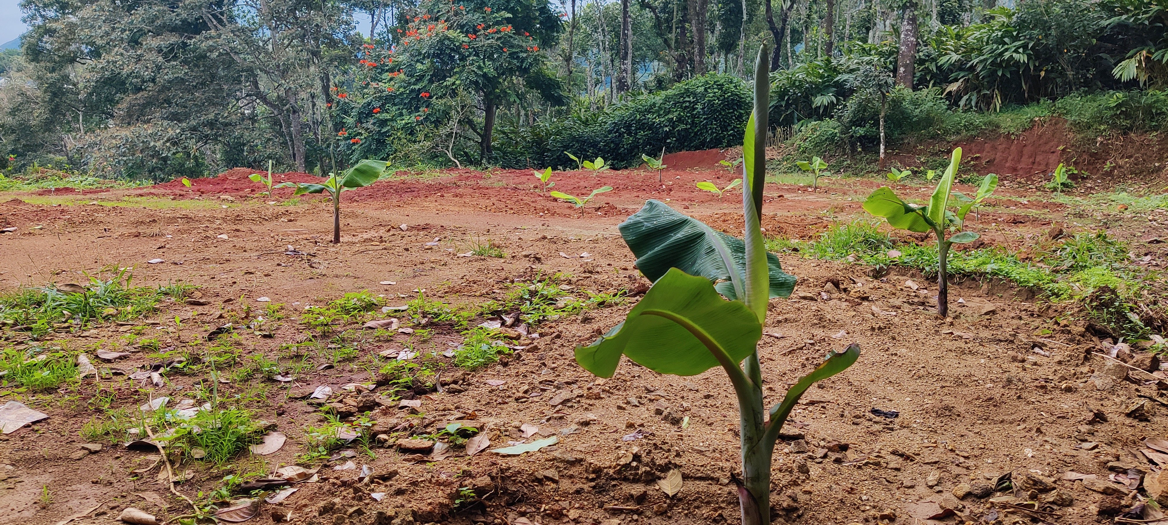 House Plot Kattappana