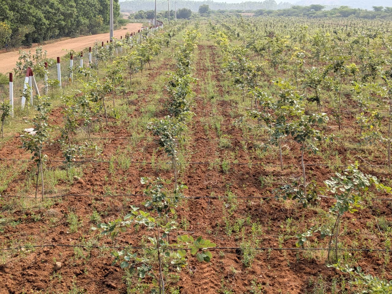 white sandal wood farming project developments 2