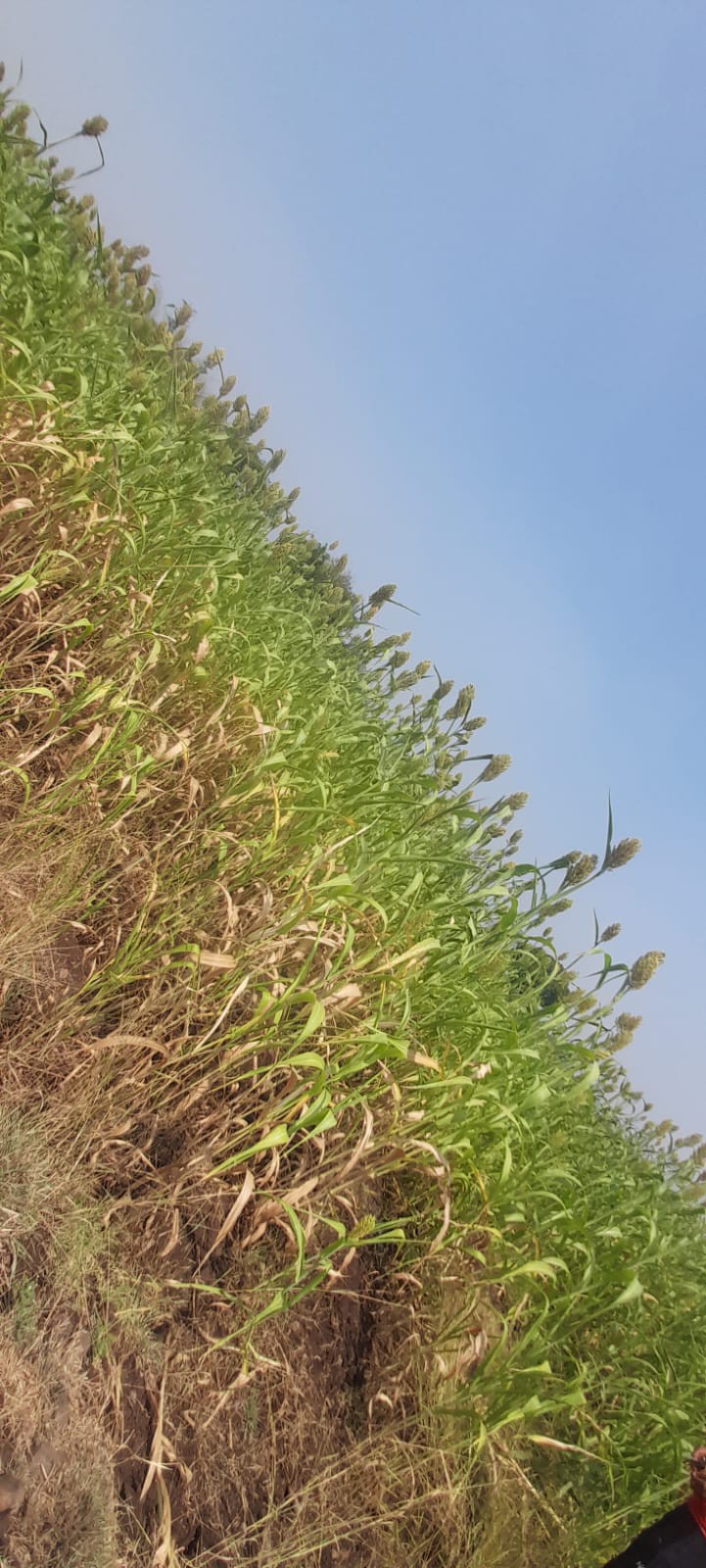 Land for Sale – 9.5 Guntha in Yadrav, Shirol Taluka | Investment Opportunity 3