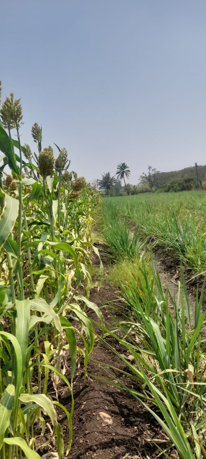 Land for Sale – 9.5 Guntha in Yadrav, Shirol Taluka | Investment Opportunity 2