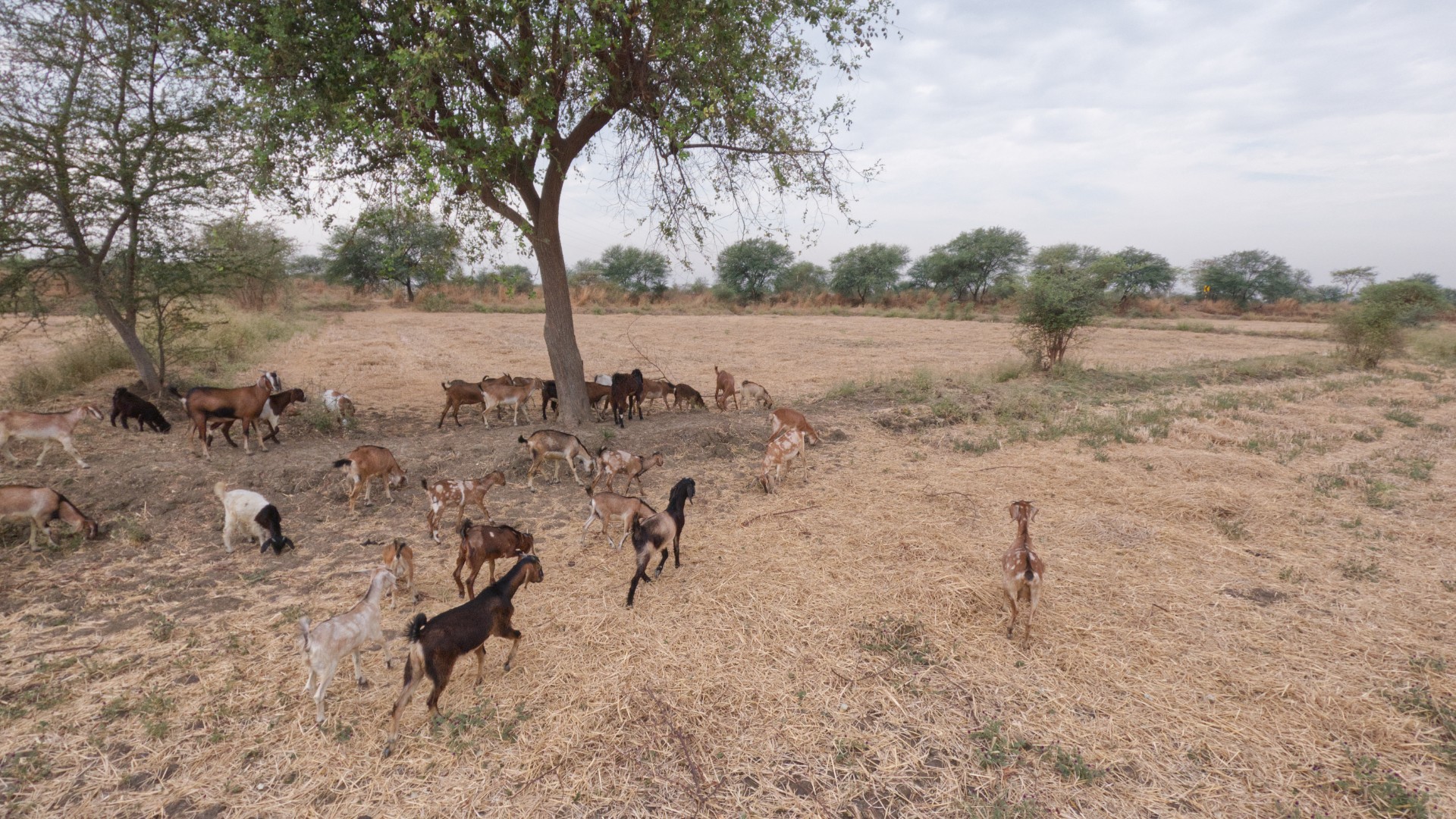 Bohardih Village, Arang, Raipur 3