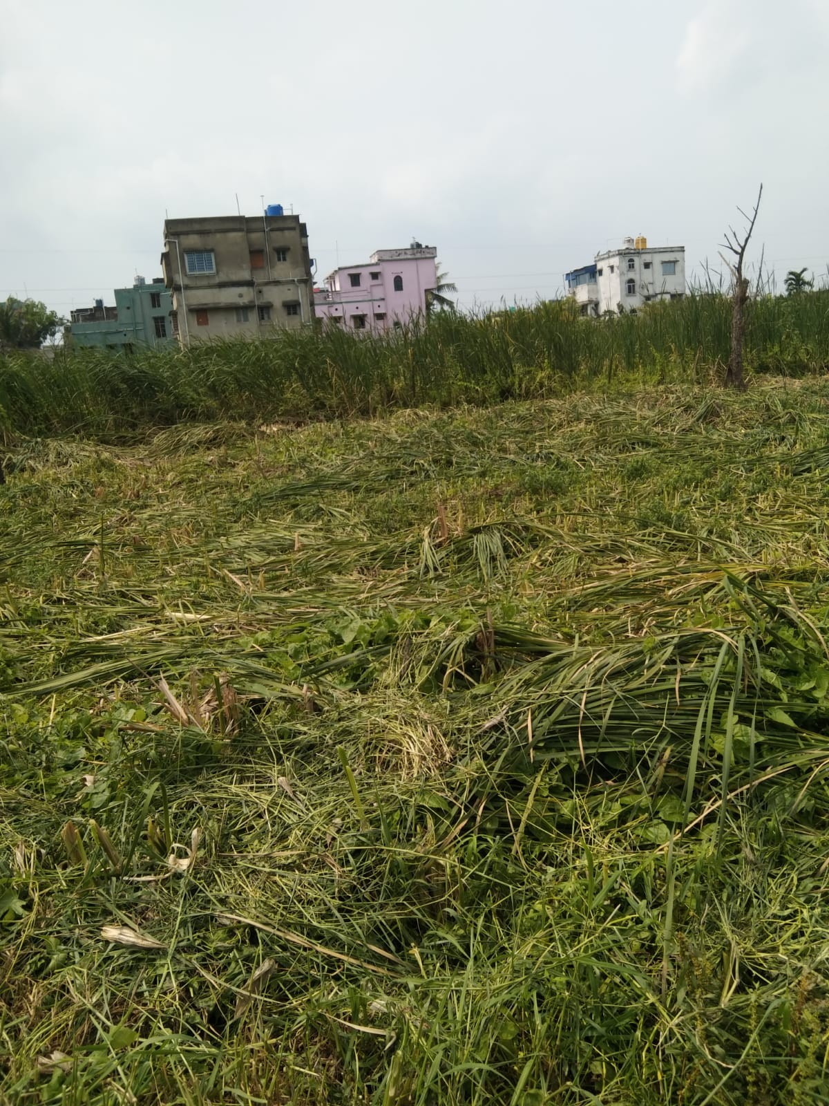 this plot on Narandrapur 3